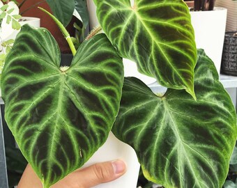 Philodendron Verrucosum 4” plant **(ALL plants require you to purchase ANY 2 plants!)**