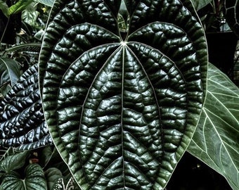 Anthurium Luxurians rare starter plant **(ALL plants require you to purchase ANY 2 plants!)**