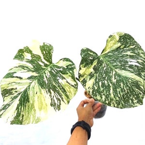 Monstera Thai Constellation starter plant **(ALL plants require you to purchase ANY 2 plants!)**