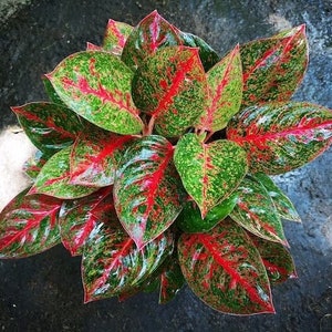 Aglaonema Gold powder 2” plant **(ALL plants require you to purchase ANY 2 plants!)**