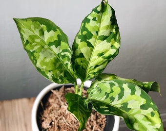 Aglaonema Pictum tricolor 2” plant **(ALL plants require you to purchase ANY 2 plants!)**