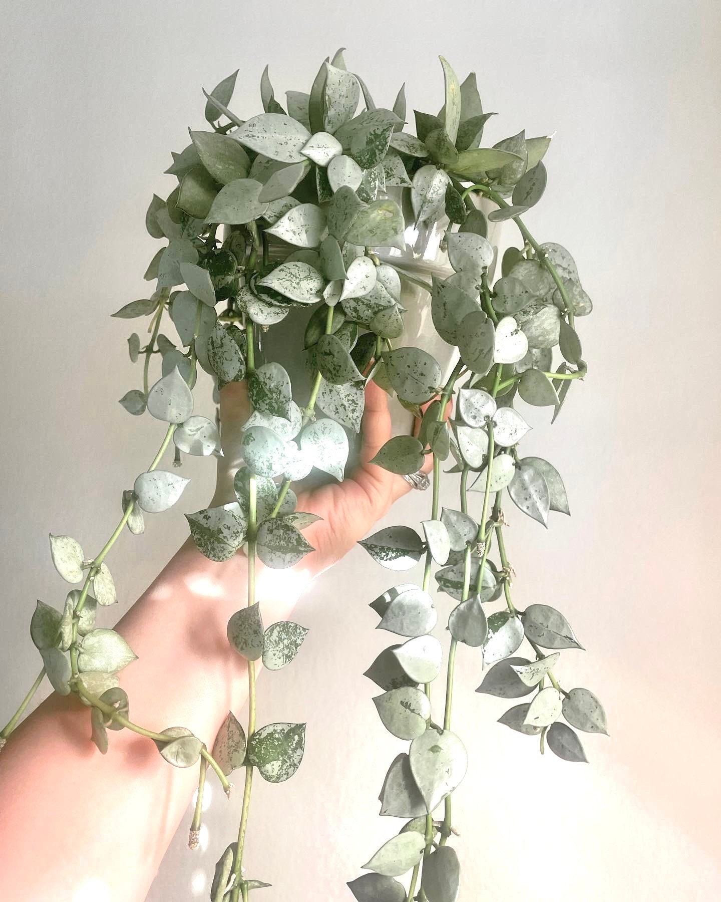 訳ありセール レア ホヤ Hoya cui silver サクララン 観葉植物 ホヤ