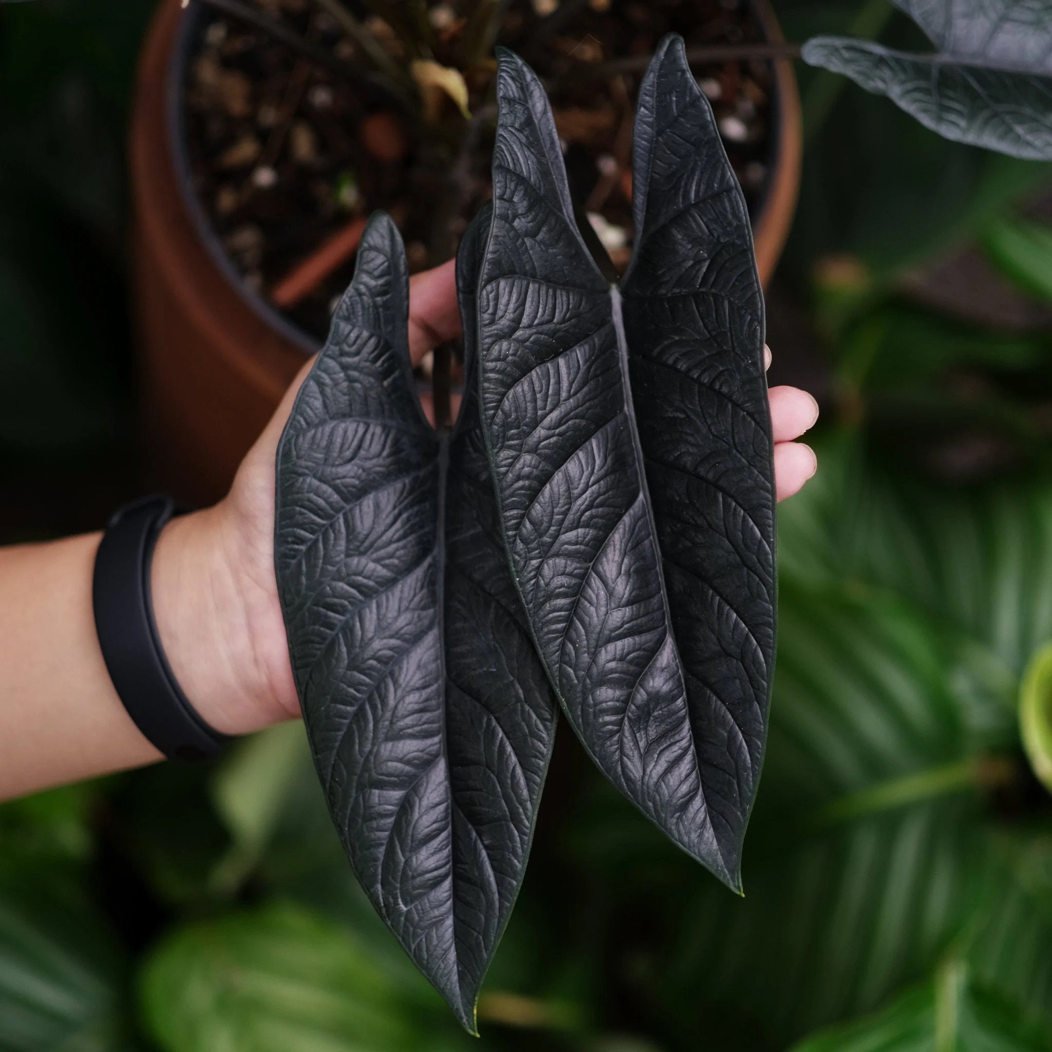 Alocasia Scalprum RARE 4” multi stem plant  **(MUST purchase ANY 2 plants to complete order!)**