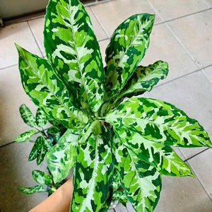 Aglaonema Pictum tricolor starter plant **(ALL plants require you to purchase ANY 2 plants!)**