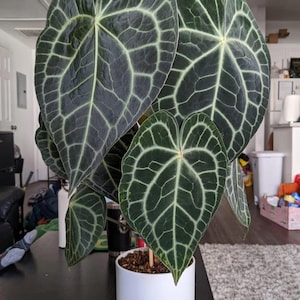 Anthurium Clarinervium TC starter plant **(ALL plants require you to purchase ANY 2 plants!)**