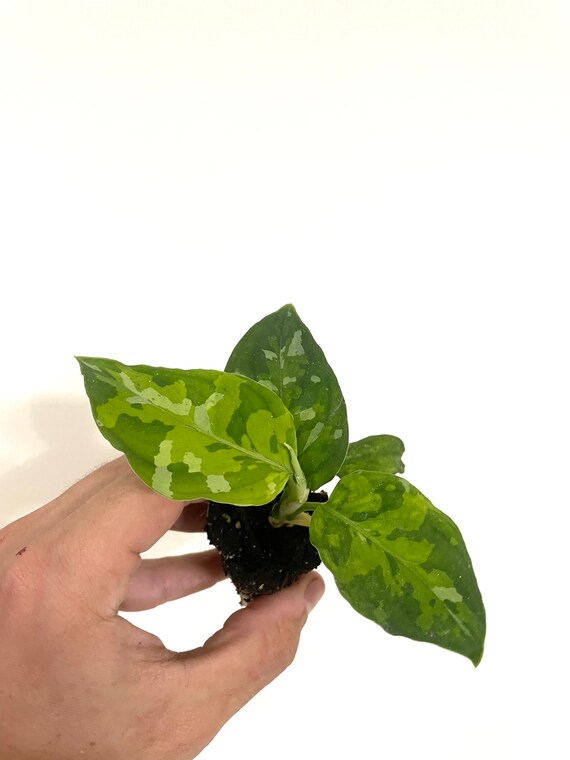 Aglaonema Pictum Tricolor Starter Plants 5 Pack - Etsy