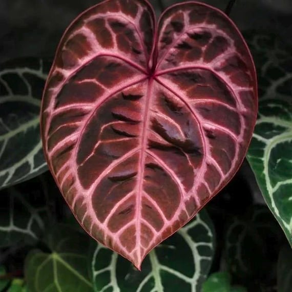 Anthurium Crystallinum Red Starter Plant **(ALL Plants