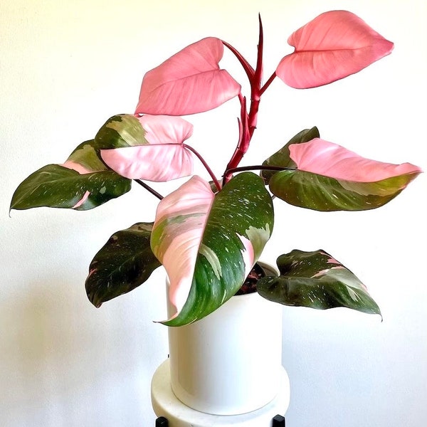 Philodendron pink princess starter plant **(ALL plants require you to purchase ANY 2 plants!)**