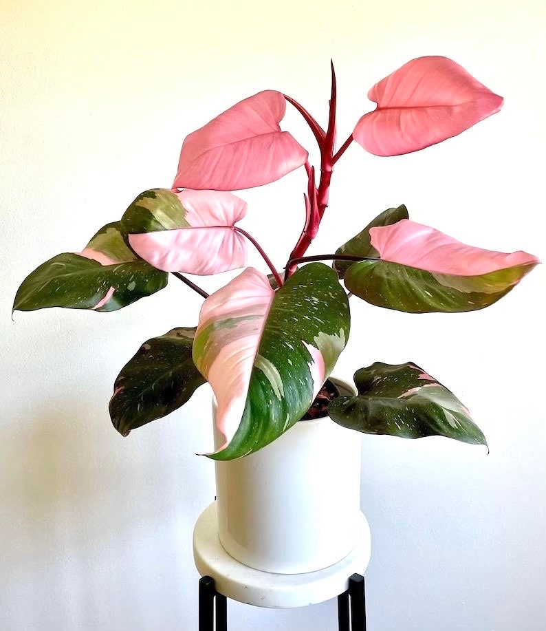 Philodendron pink princess starter plant **(ALL plants require you to  purchase ANY 2 plants!)**