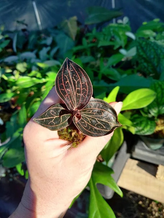 Anoectochilus chapaensis orchidées dorées, lot de 20 ** (TOUTES les plantes nécessitent l'achat de 2 plantes !)