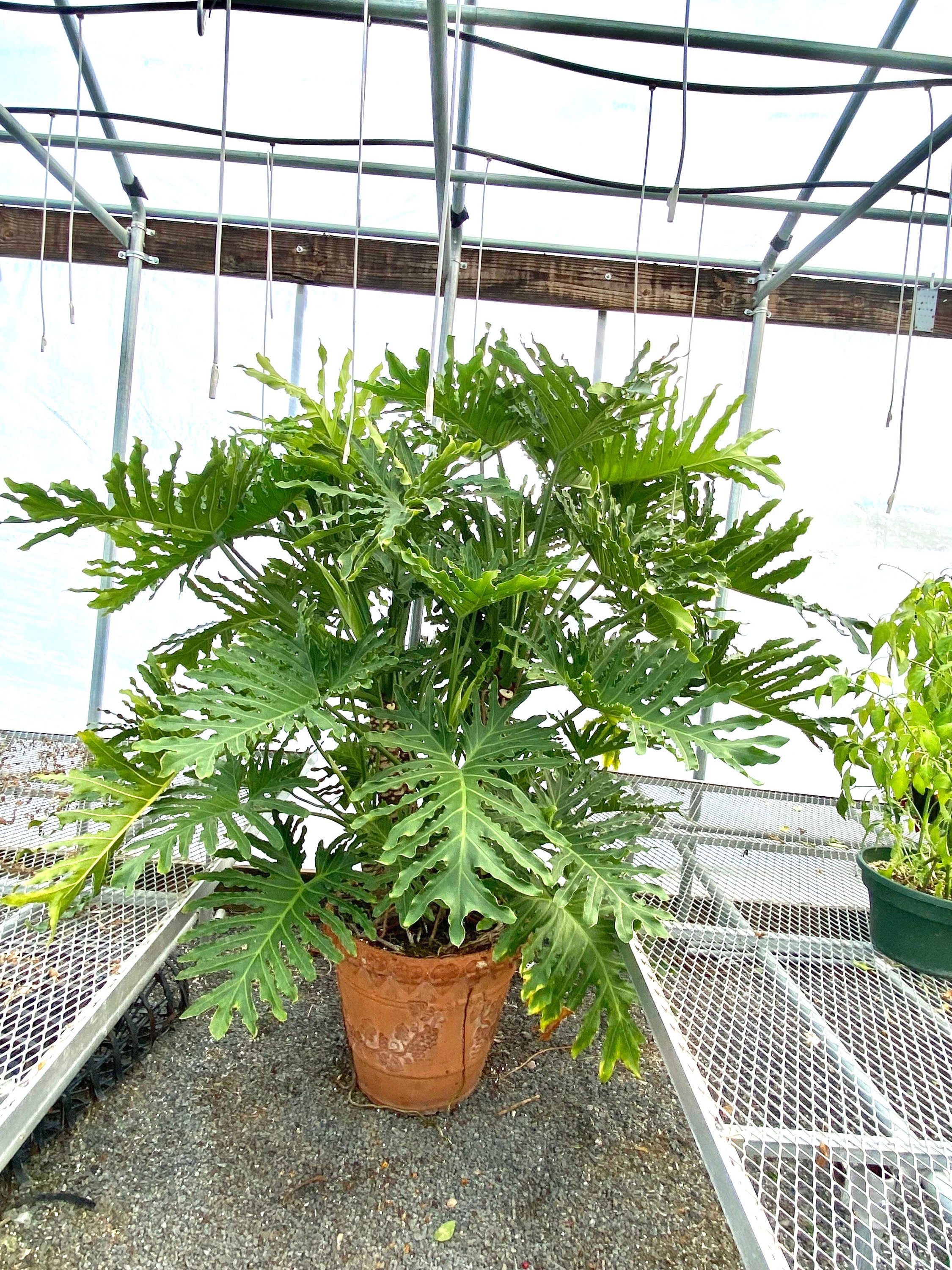 rubber tree care Rubber Tree Care Bundle  Plantkyn