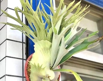 Platycerium Akki “veitchii Silver X Veitchii Wild” Staghorn Fern