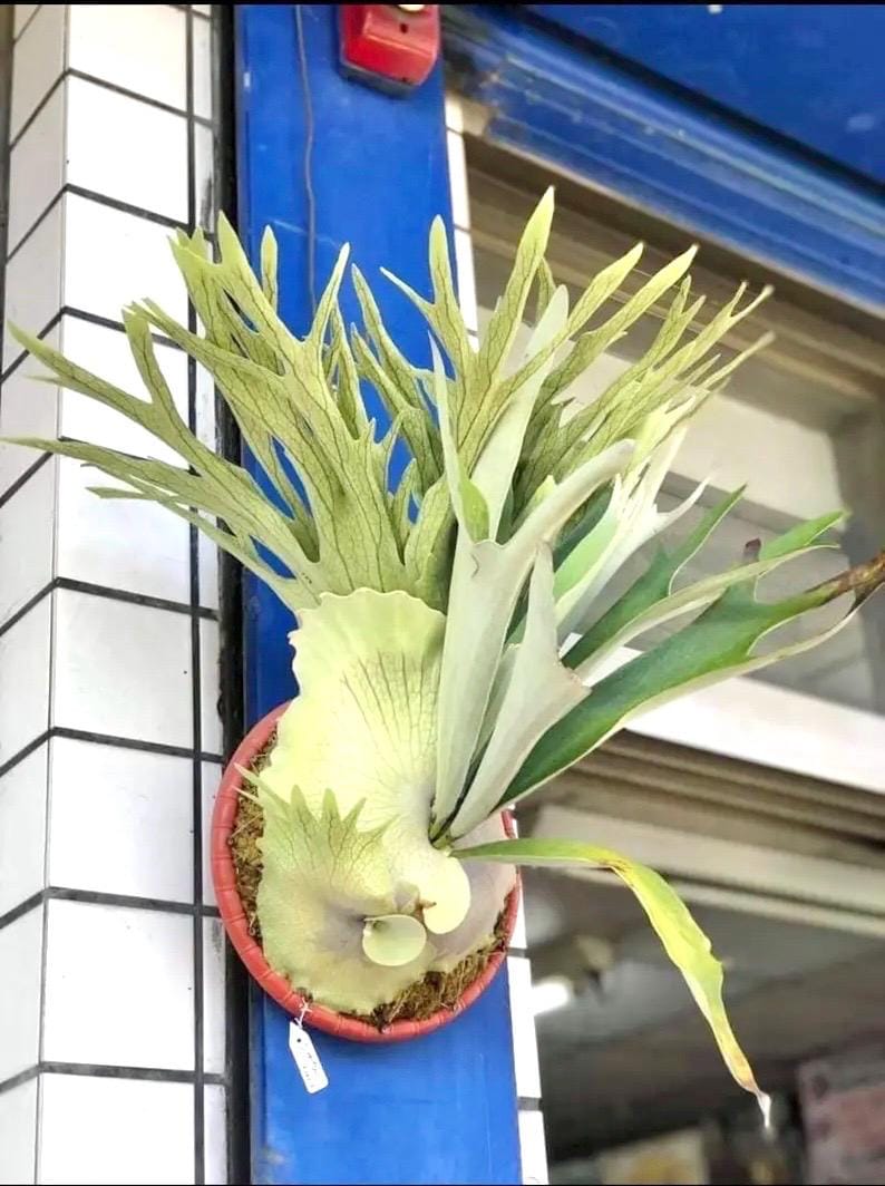 Platycerium Veitchii - Etsy