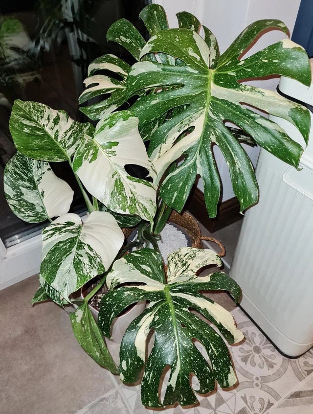 philodendron gloriosum vs glorious Philodendron Glorious (Gloriosum X Melanochrysum) main image 1