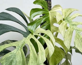 ＊モンステラ＊ミント＊Monstera＊Mint＊ モンステラ・デリシオーサ 'ミント トリカラー' Monstera deliciosa