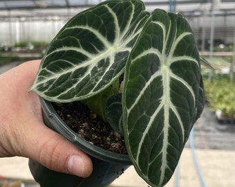 Alocasia 