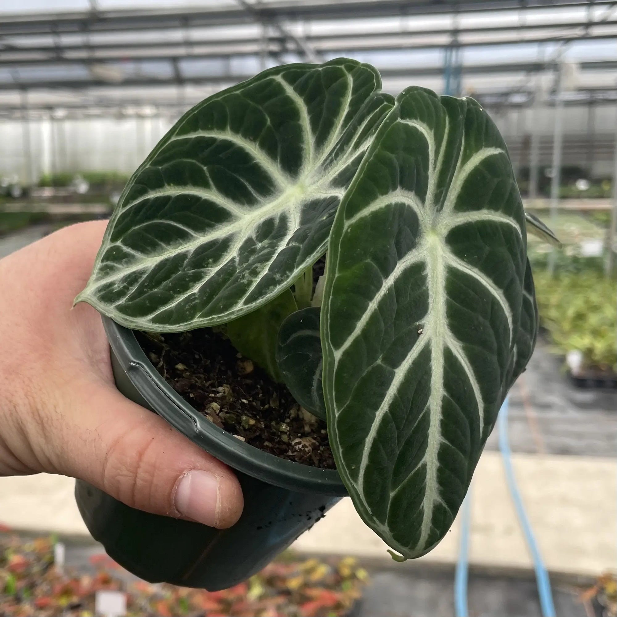Alocasia Ninja Variegated - Etsy