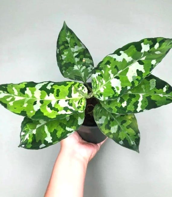 Aglaonema Pictum Tricolor Multi Stem 4” Plant **(ALL Plants