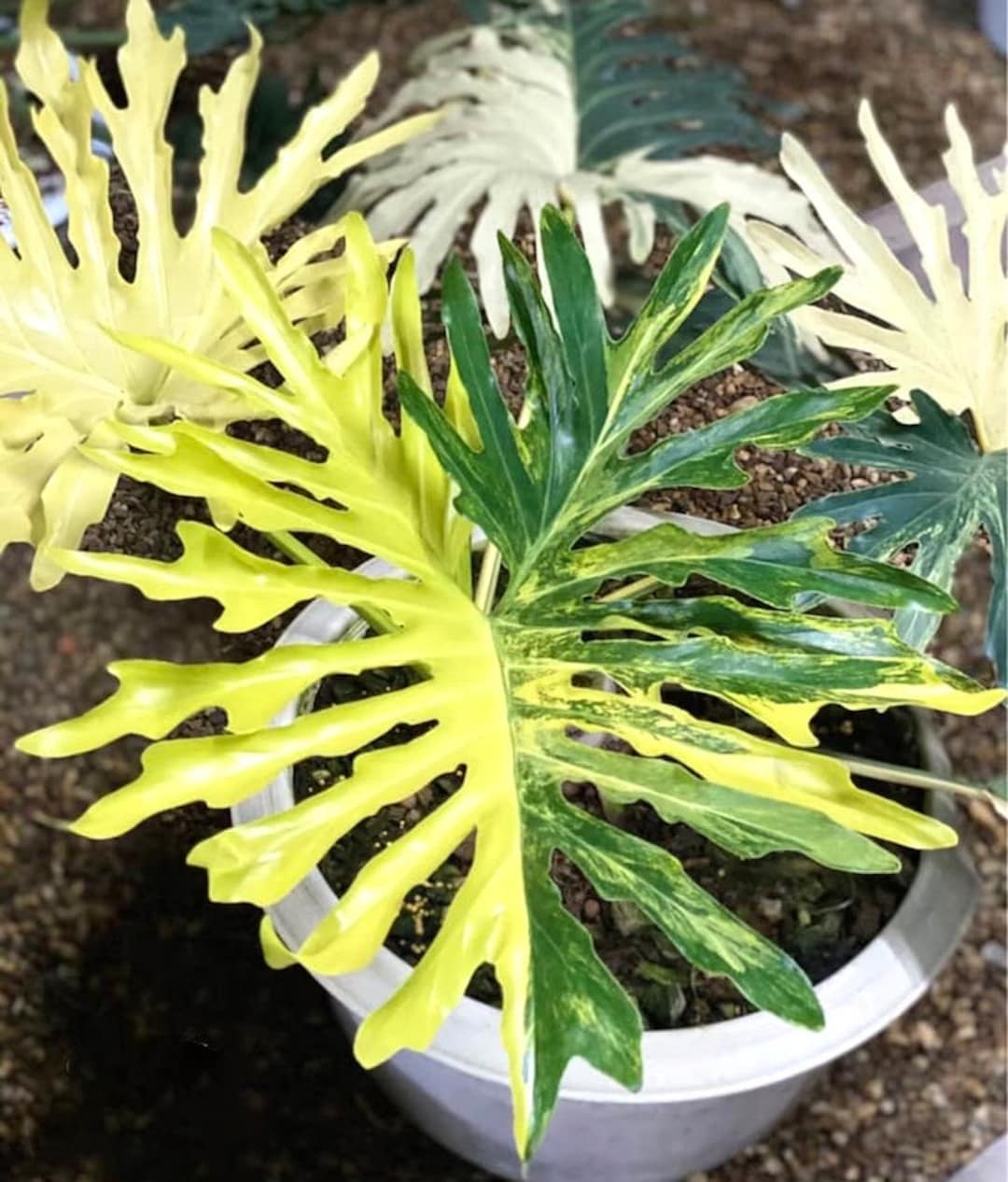 Philodendron 'Xanadu' Variegated main image 1