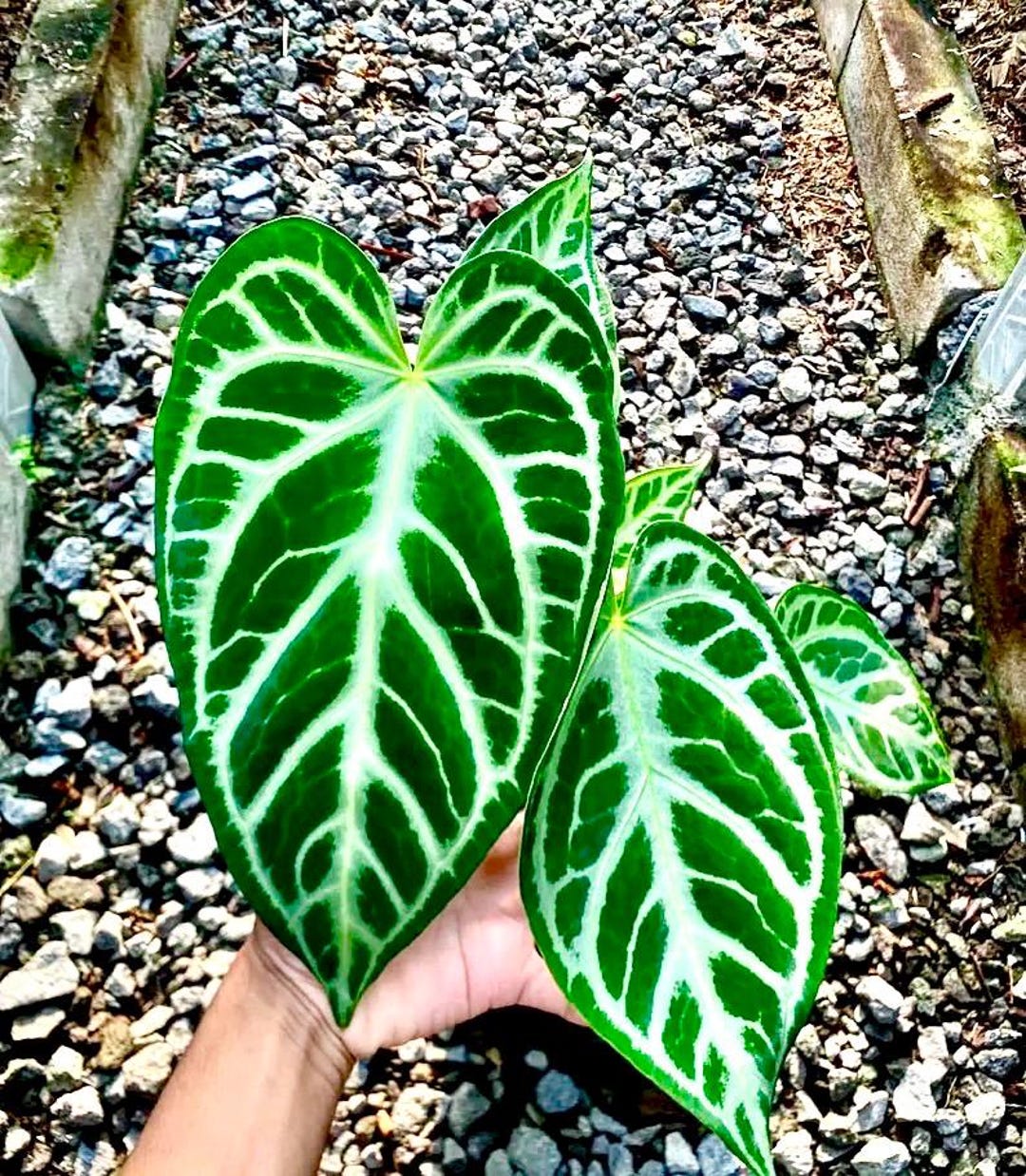 アンスリウム ミシェル x クリスタル シルバー 斑入り アンスリウム