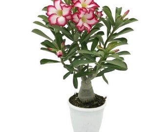 Desert rose picotee adenium obesum starter plant **(ALL plants require you to purchase ANY 2 plants!)**