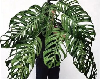 Monstera Esqueleto starter plant **(ALL plants require you to purchase ANY 2 plants!)**