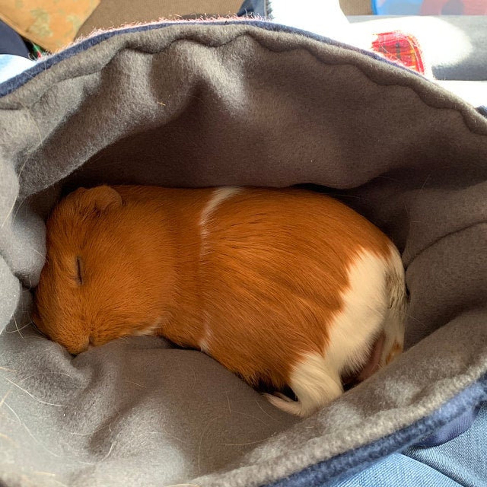 Guinea Pig XXL Waterproof Carrier Bag With Strap Hedgehog Etsy