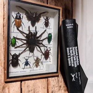 May include: A framed display of various insects and spiders, including a large tarantula, beetles, and a cicada. The frame is made of wood and has a black mat. The display is titled "Insects & Spiders".