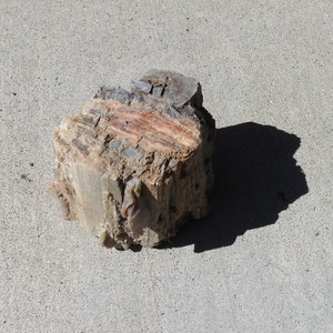 Chunk of Petrified Wood Lapidary Stone