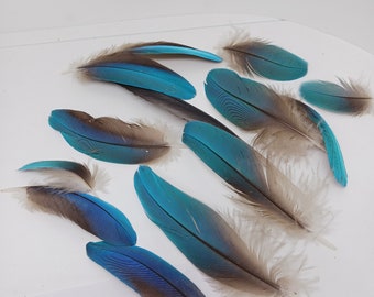 Blue Parrot Feathers for Crafting Collecting