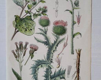 1909 Chardon, imprimé botanique antique, botanique, plantes, nature