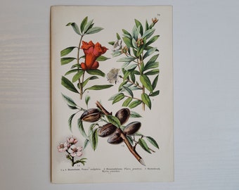 1909 Amande, Myrte, Grenade, imprimé botanique antique, botanique, plantes, nature