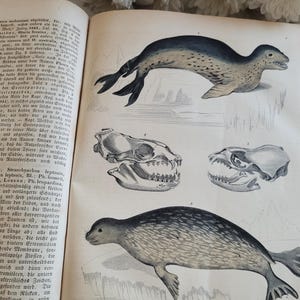 May include: Vintage book page featuring detailed illustrations of seals and seal skulls. The drawings are in black and white, showcasing the anatomy of the marine mammals. The page is from an old book.