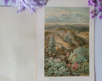 1898 Immortelles, flore du Cap, succulentes, imprimé botanique antique, botanique, plantes, nature