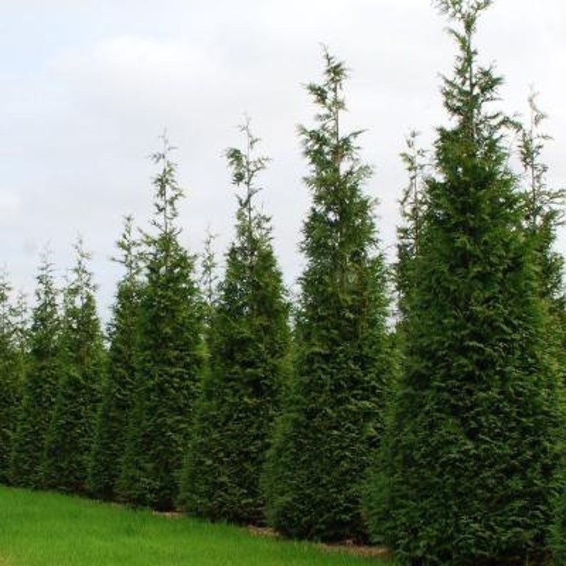 ARBORVITAE HETZ WINTERGREEN Thuja Occidentalis 'Hetz Wintergreen' image 1