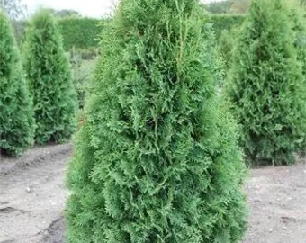 ARBORVITAE AMERICAN 'Thuja Occidentalis'