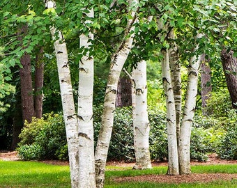 Paper Birch (Betula papyrifera)