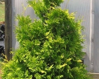 ARBORVITAE YELLOW RIBBON (Thuja Occidentalis 'Yellow Ribbon')