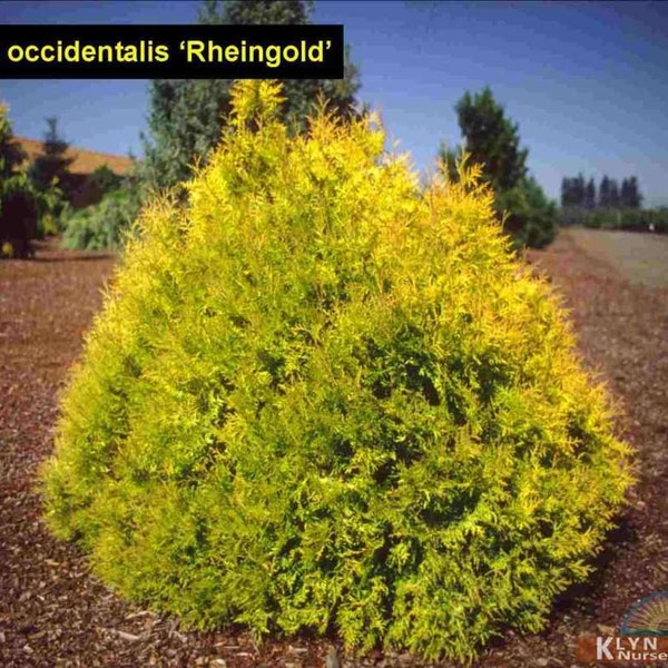 ARBORVITAE RHEINGOLD GLOBE (Thuja Occidentalis 'Rheingold Globe')