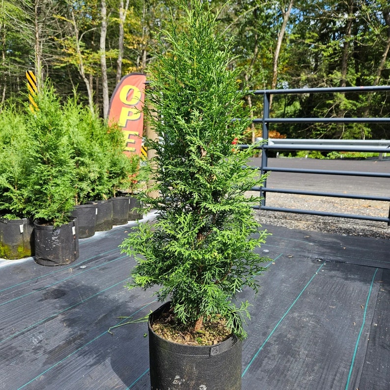 ARBORVITAE HETZ WINTERGREEN Thuja Occidentalis 'Hetz Wintergreen' image 2