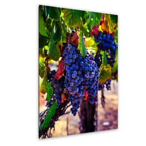 Wine Grapes Ripening Print - Vineyard Fine Art Photography