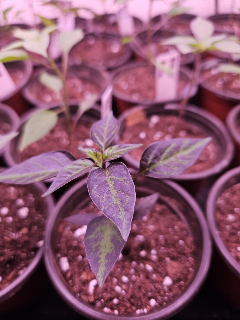 Filius Blue Pepper Plants **PRE-ORDER** - Etsy