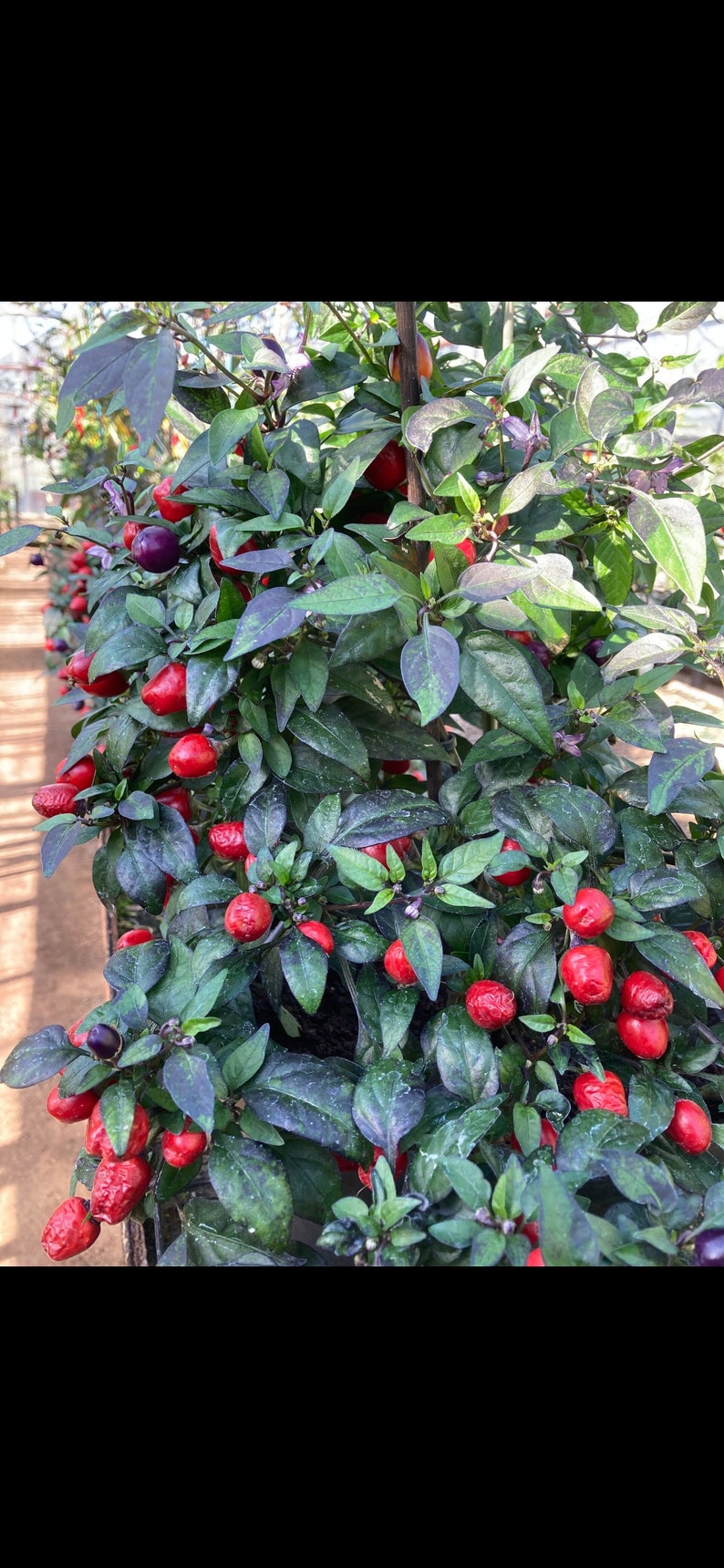 Filius Blue Pepper Plants **PRE-ORDER** - Etsy