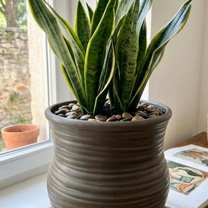 May include: A snake plant with long, pointed, variegated green leaves featuring yellow edges, potted in a dark gray, horizontally ribbed ceramic planter. The soil surface is covered with smooth, brown decorative river stones.
