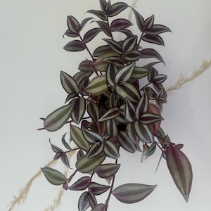 Tradescantia Zebrina - Inch P.Lant 15 cuttings plant