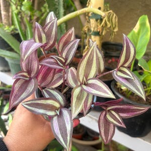Tradescantia Zebrina - Inch P.Lant or Wandering Dude 6 Cuttings