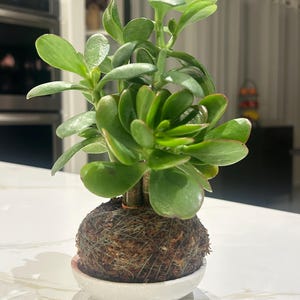 Kokedama Jade