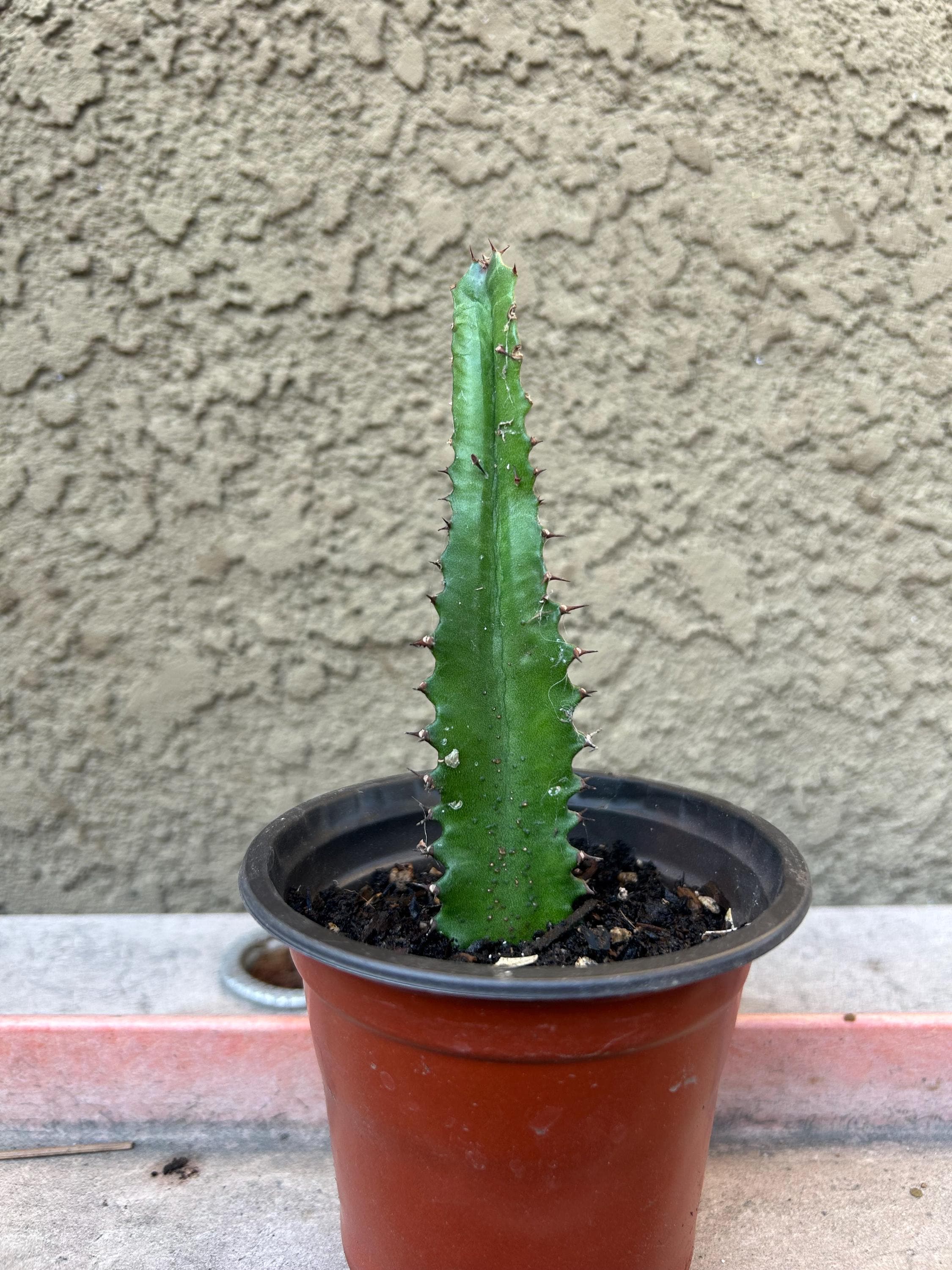 African Milk Tree - Etsy