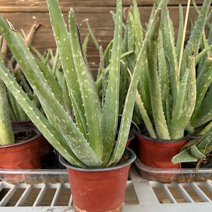 May include: A collection of aloe vera plants in small, terracotta-colored plastic pots. Each plant features long, pointed, succulent green leaves with subtle white speckles and small serrated edges, arranged in a dense, upright cluster.