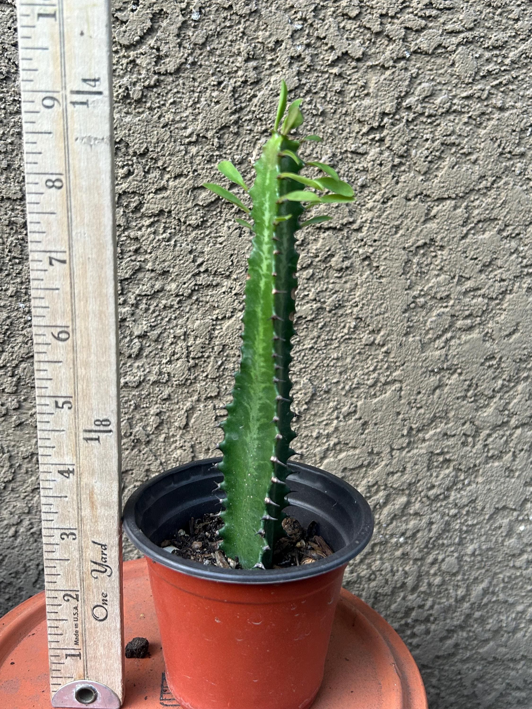 African Milk Tree - Etsy